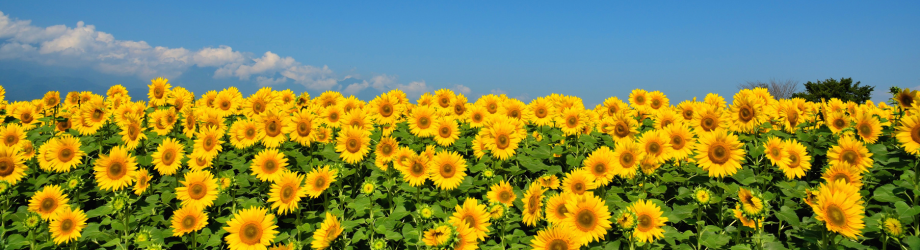 bannière tournesols